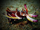 Scuba Dive in Anilao - Underwater Macro Photography, Anilao Muck dive